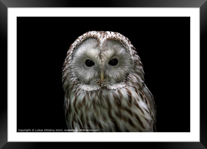 Ural owl (Strix uralensis). Nocturnal owl on black background Framed Mounted Print by Lubos Chlubny
