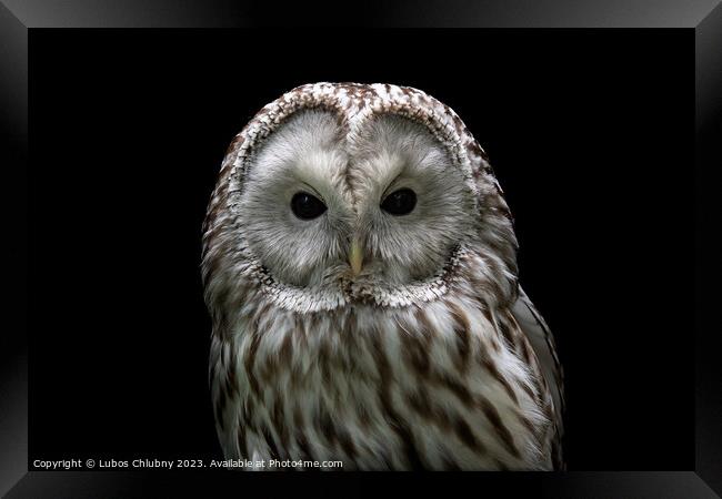 Ural owl (Strix uralensis). Nocturnal owl on black background Framed Print by Lubos Chlubny