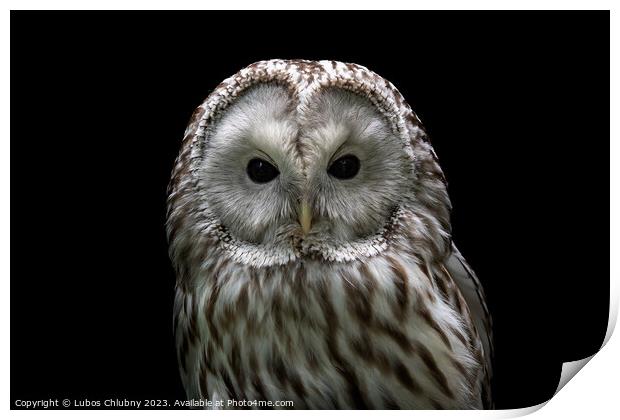 Ural owl (Strix uralensis). Nocturnal owl on black background Print by Lubos Chlubny