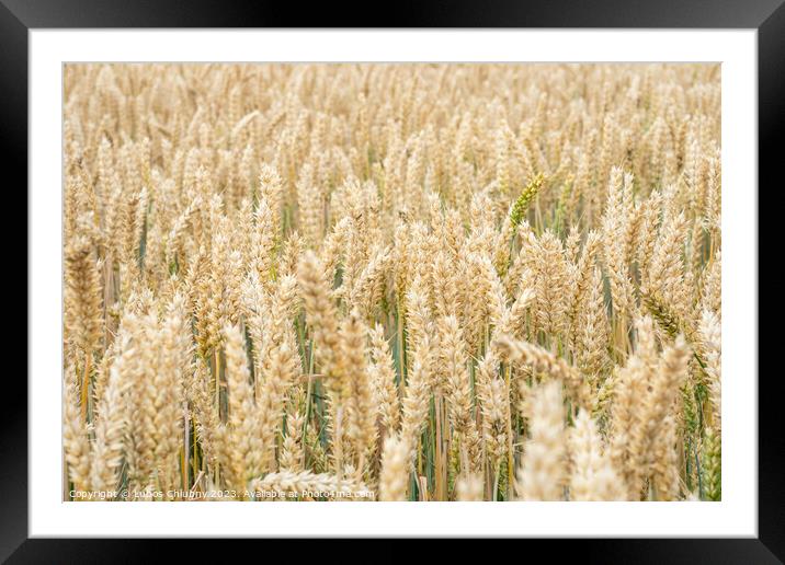 Wheat field. Golden ears of wheat on the field. Background of ri Framed Mounted Print by Lubos Chlubny