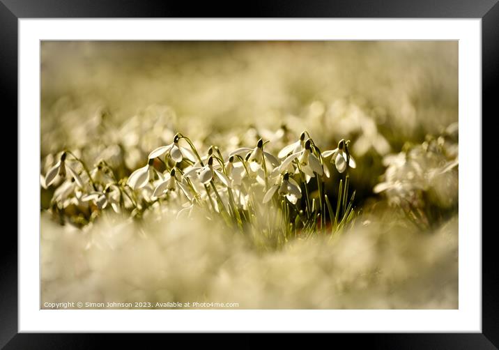  Sunlit snowdrops  Framed Mounted Print by Simon Johnson