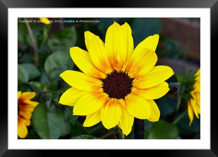 Miniature sunflower Framed Mounted Print by Geoff Taylor