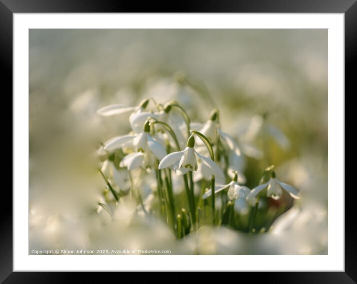 sunlit Snowdrop flower Framed Mounted Print by Simon Johnson