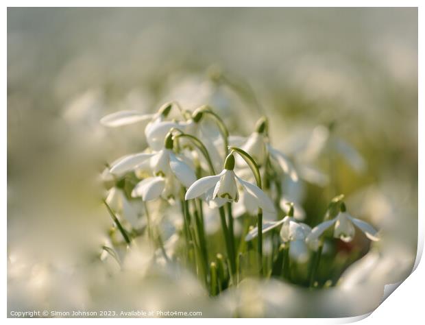 sunlit Snowdrop flower Print by Simon Johnson