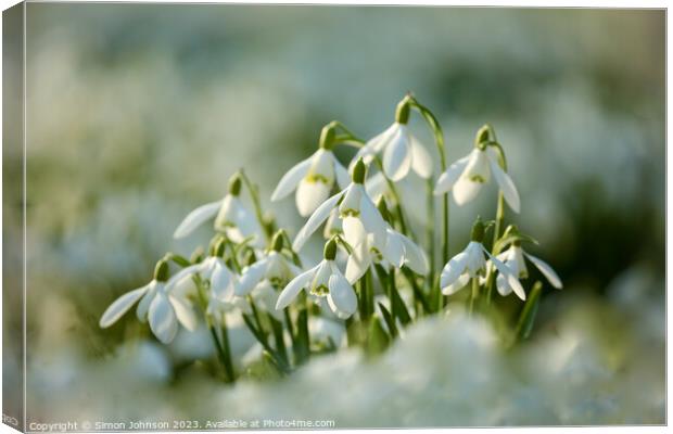 A close up of Snowdrop flowers Canvas Print by Simon Johnson
