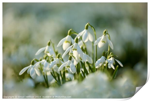 A close up of Snowdrop flowers Print by Simon Johnson