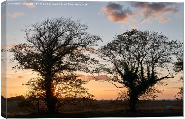 Silhoueted tress Canvas Print by Geoff Taylor