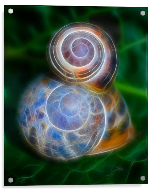Electric Snails Acrylic by Mike Sherman Photog