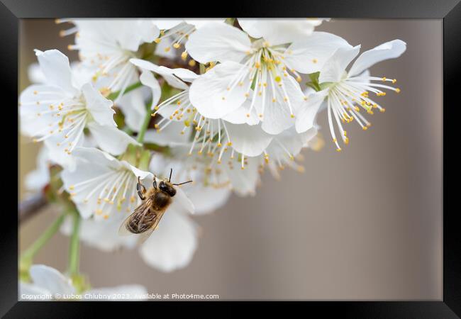Bee on a cherry blossoms. Spring floral background. Cherry flowers blossoming in the springtime. Framed Print by Lubos Chlubny