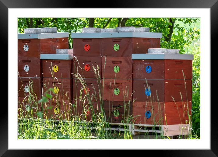 Wooden bee hives. Bee hives in nature. Beekeeping concept. Framed Mounted Print by Lubos Chlubny