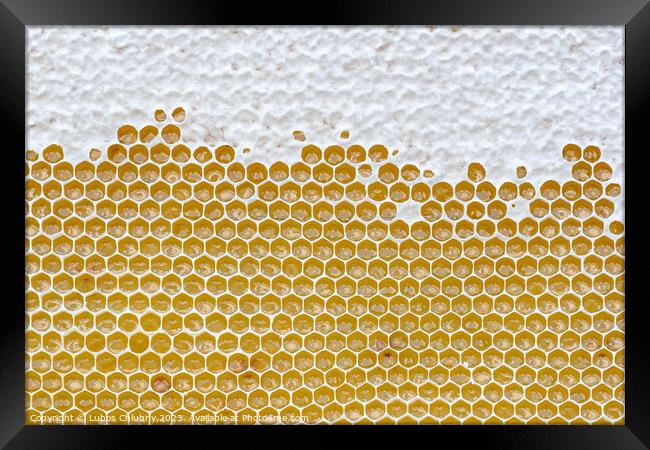 Honeycomb full of honey. Beekeeping concept Framed Print by Lubos Chlubny