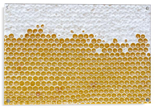 Honeycomb full of honey. Beekeeping concept Acrylic by Lubos Chlubny