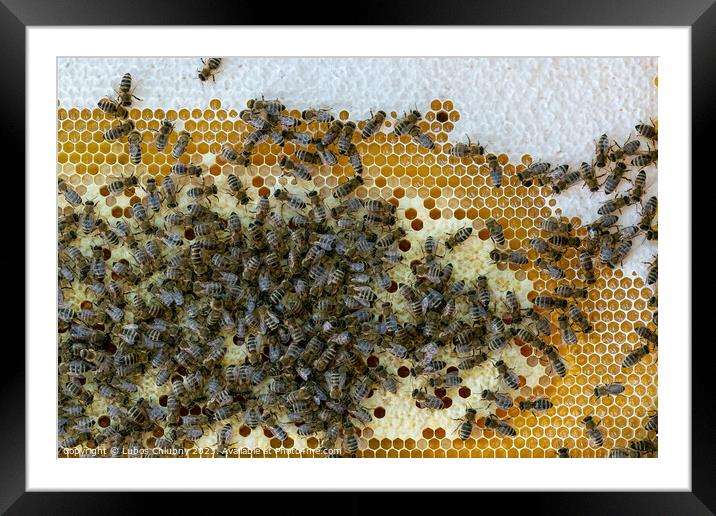 Honeycomb full of bees. Beekeeping concept. Bees in honeycomb. Framed Mounted Print by Lubos Chlubny