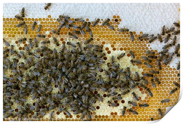 Honeycomb full of bees. Beekeeping concept. Bees in honeycomb. Print by Lubos Chlubny