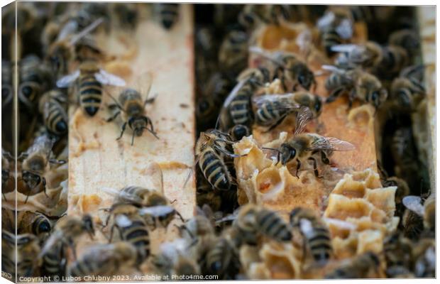 Close up view of the open hive showing the frames populated by honey bees.Bees in honeycomb. Canvas Print by Lubos Chlubny