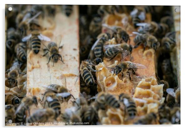 Close up view of the open hive showing the frames populated by honey bees.Bees in honeycomb. Acrylic by Lubos Chlubny