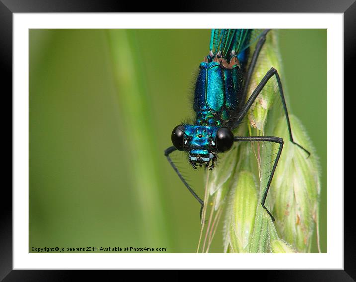 eye contact Framed Mounted Print by Jo Beerens