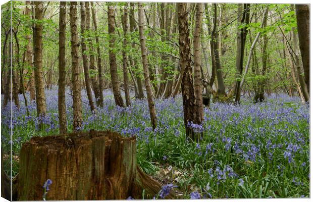 Bluebells in Chalkney Woods Canvas Print by Geoff Taylor