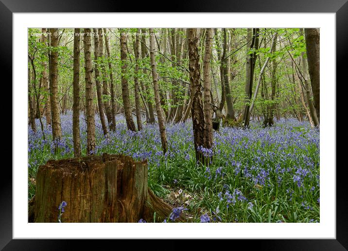 Bluebells in Chalkney Woods Framed Mounted Print by Geoff Taylor