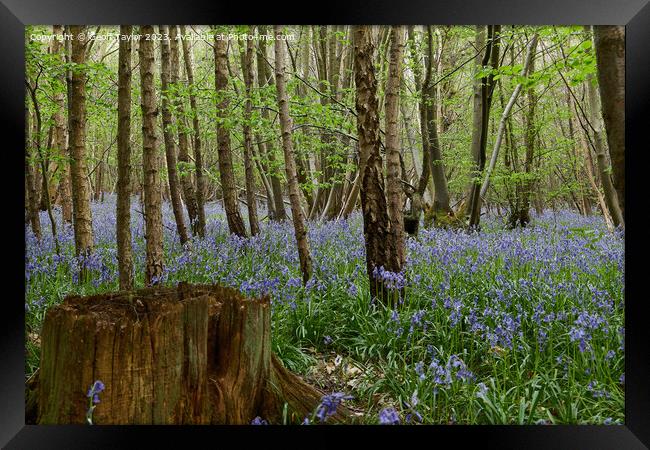 Bluebells in Chalkney Woods Framed Print by Geoff Taylor