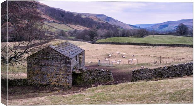 Swaledale Views Canvas Print by Tim Hill