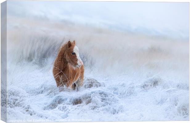 Welsh Mountain Pony in the Snow Canvas Print by Neil Edwards