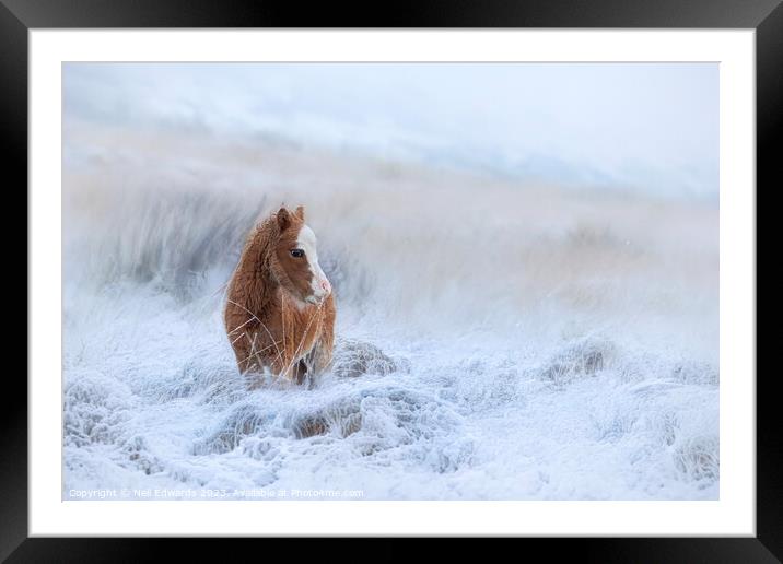 Welsh Mountain Pony in the Snow Framed Mounted Print by Neil Edwards