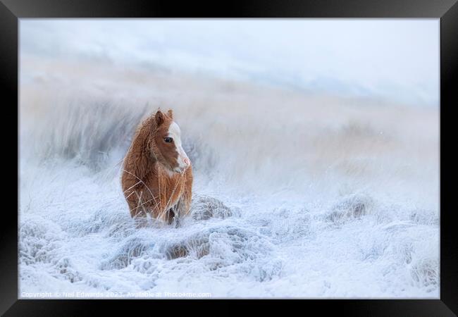 Welsh Mountain Pony in the Snow Framed Print by Neil Edwards