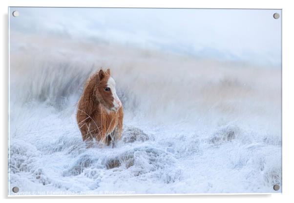 Welsh Mountain Pony in the Snow Acrylic by Neil Edwards