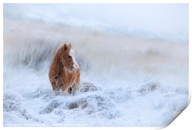 Welsh Mountain Pony in the Snow Print by Neil Edwards