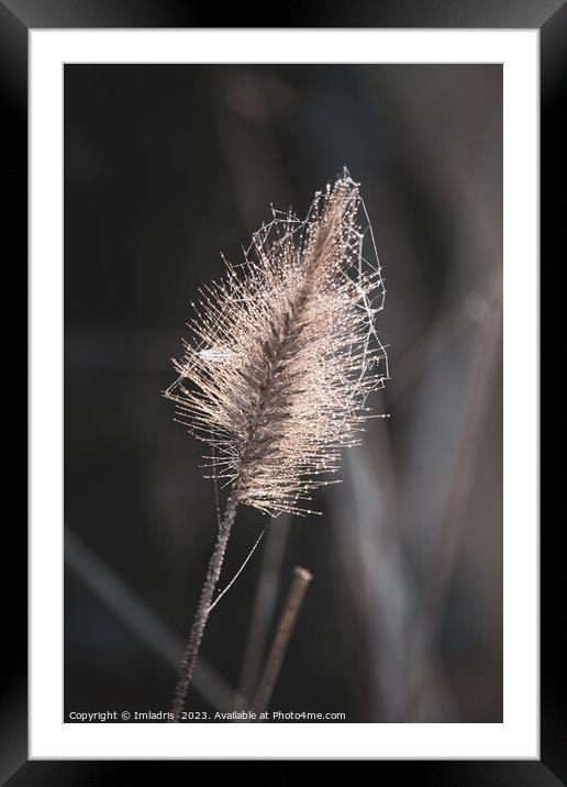 Beautiful Fountain Grass in Winter Framed Mounted Print by Imladris 