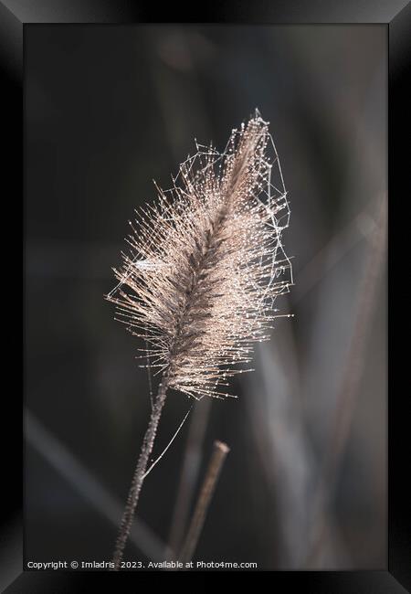 Beautiful Fountain Grass in Winter Framed Print by Imladris 
