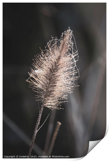 Beautiful Fountain Grass in Winter Print by Imladris 