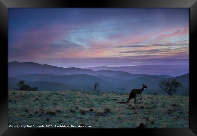 Kangaroo Sunset Framed Print by Neil Edwards