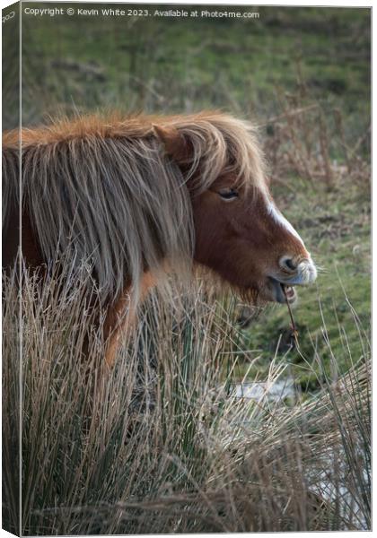 Portrait of a Dartmoor Pony Canvas Print by Kevin White