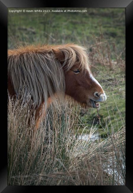 Portrait of a Dartmoor Pony Framed Print by Kevin White