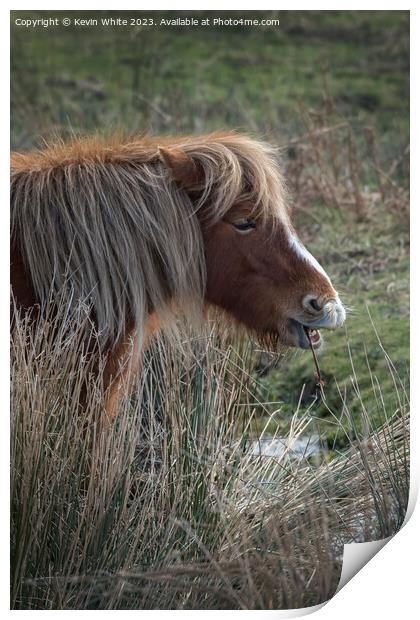 Portrait of a Dartmoor Pony Print by Kevin White
