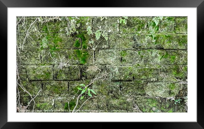 Old stone exterior wall with moss Framed Mounted Print by Daniel Ferreira-Leite