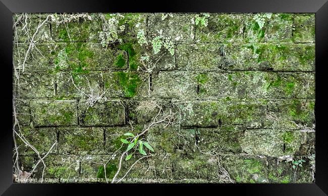 Old stone exterior wall with moss Framed Print by Daniel Ferreira-Leite