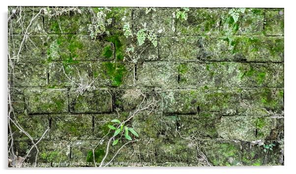 Old stone exterior wall with moss Acrylic by Daniel Ferreira-Leite