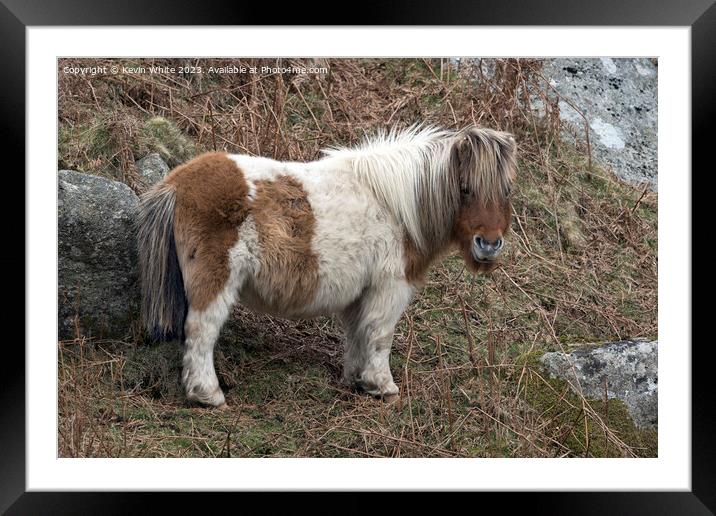 Fluffy cute pony on Dartmoor Framed Mounted Print by Kevin White