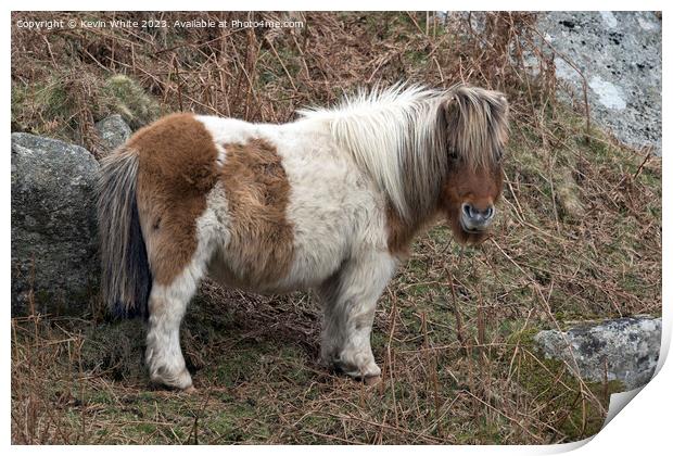 Fluffy cute pony on Dartmoor Print by Kevin White