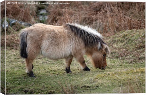 Long hair on the Dartmoor pony Canvas Print by Kevin White