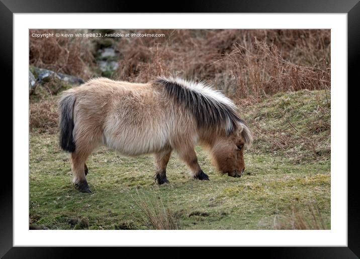 Long hair on the Dartmoor pony Framed Mounted Print by Kevin White