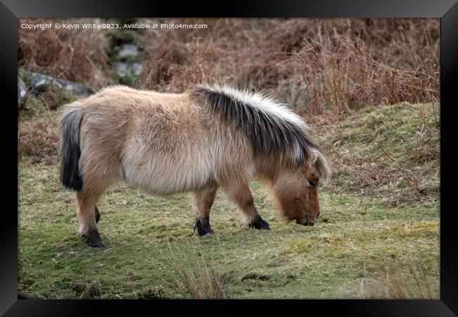 Long hair on the Dartmoor pony Framed Print by Kevin White