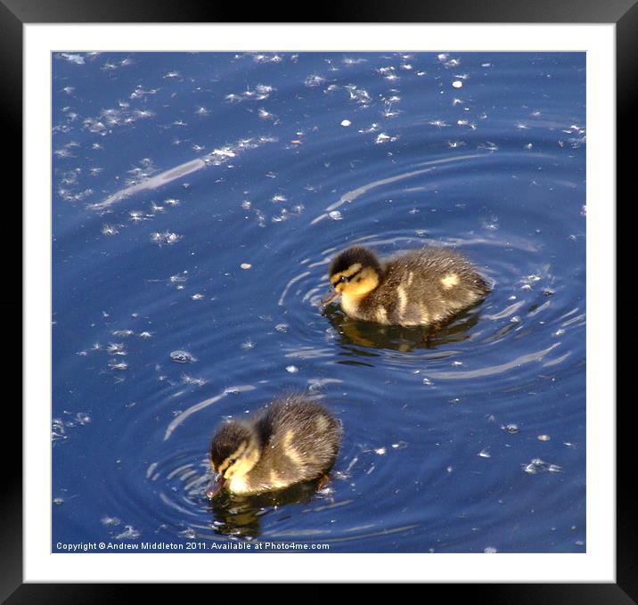 Baby Ducky Framed Mounted Print by Andrew Middleton