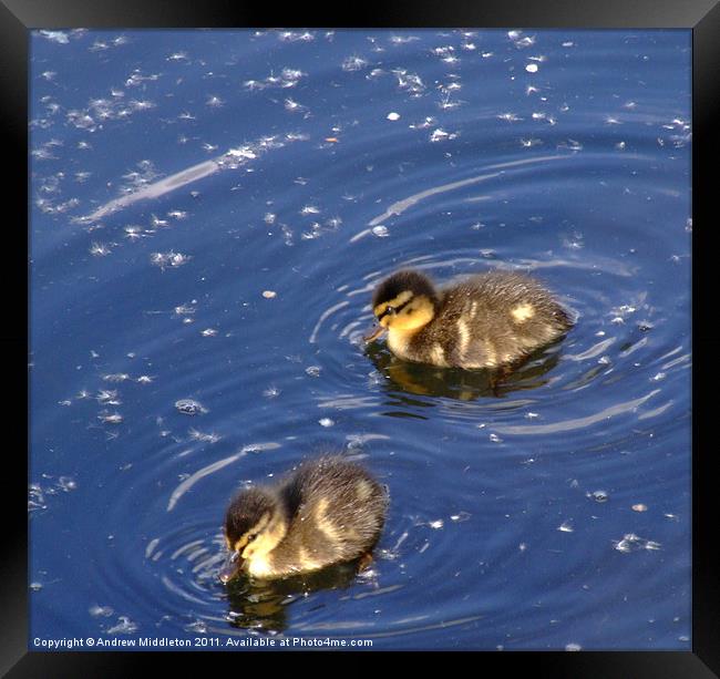 Baby Ducky Framed Print by Andrew Middleton