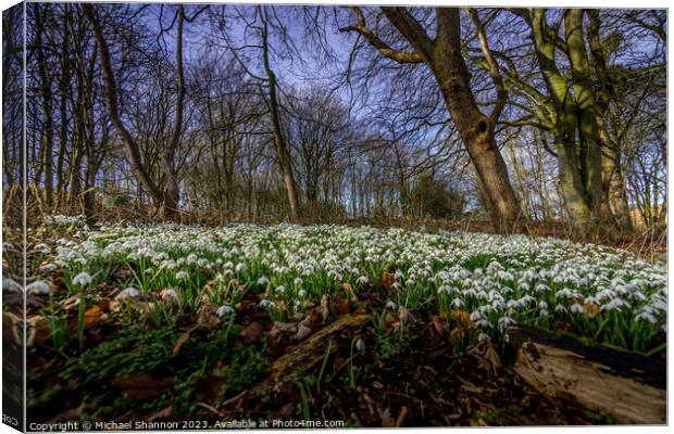 Woodland carpet of snowdrops in early spring. Canvas Print by Michael Shannon