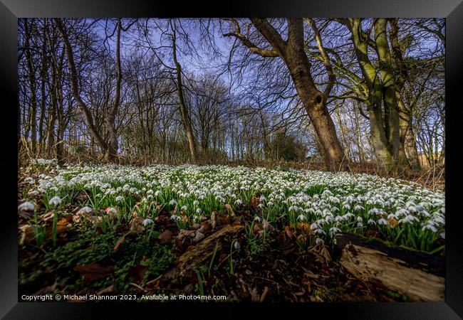 Woodland carpet of snowdrops in early spring. Framed Print by Michael Shannon