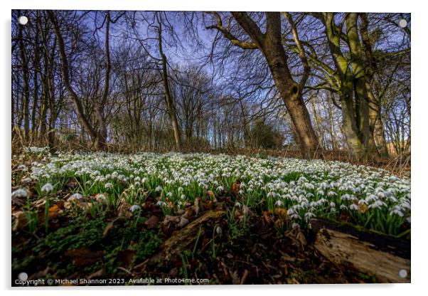 Woodland carpet of snowdrops in early spring. Acrylic by Michael Shannon